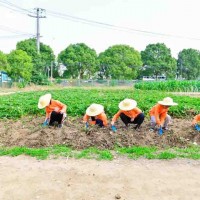 苏州中小学营地教育研学旅行户外拓展活动挖红薯割稻子探索体验课